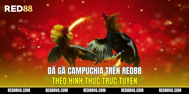 Đá Gà Campuchia trên RED88 Theo Hình Thức Trực Tuyến