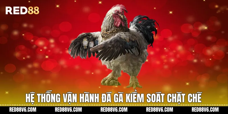 Hệ thống vận hành đá gà kiểm soát chặt chẽ
